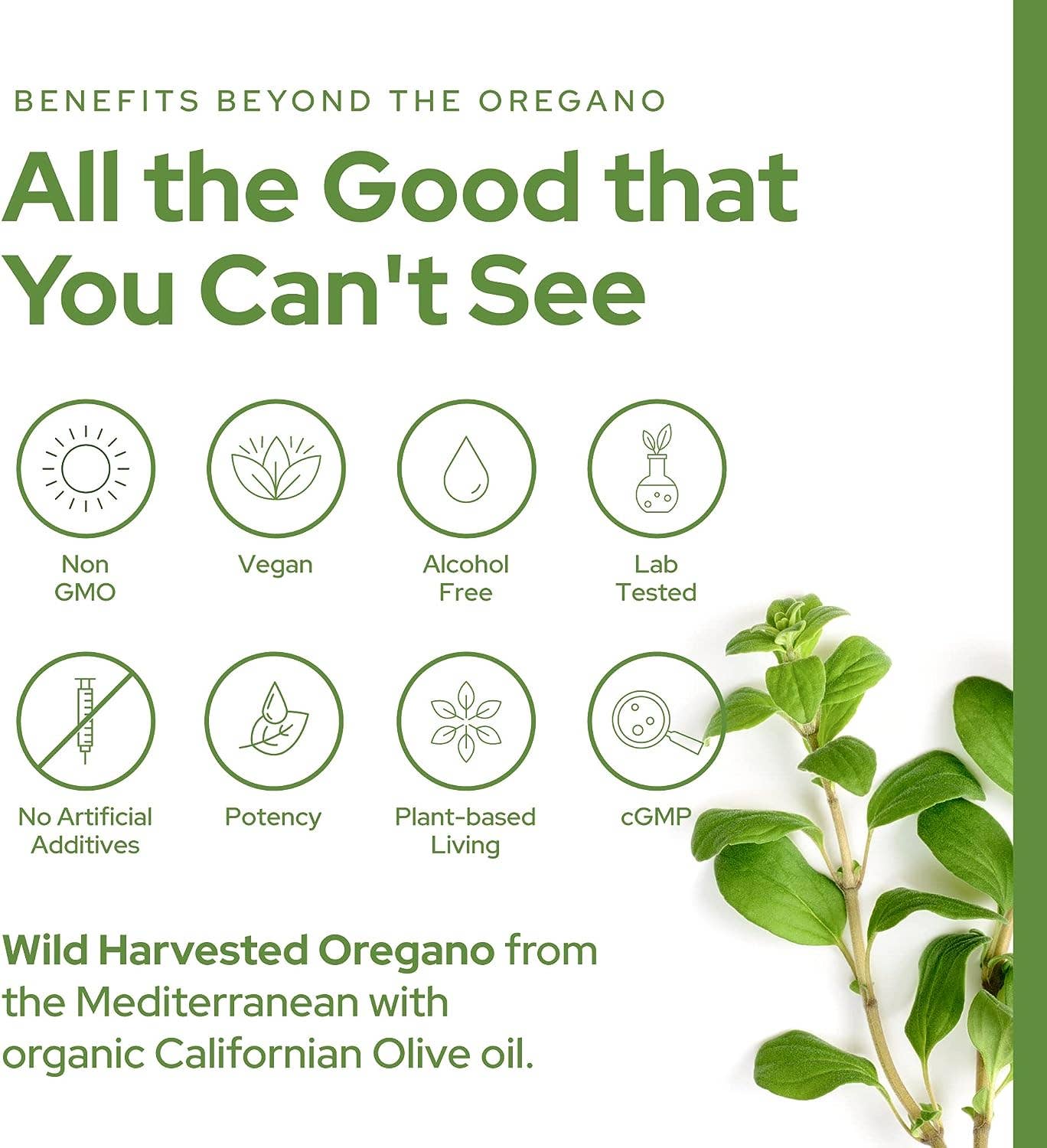 Oregano Oil - Plant of Life Wild